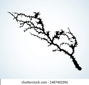 Old autumn hip rose ash tree light backdrop. Outline dark ink hand drawn king shrub logo pictogram emblem design in retro art doodle engrave cartoon print style pen on paper text space. Closeup view