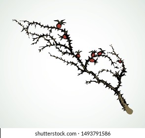 Old autumn hip rose ash tree light backdrop. Outline dark ink hand drawn king shrub logo pictogram emblem design in retro art doodle engrave cartoon print style pen on paper text space. Closeup view