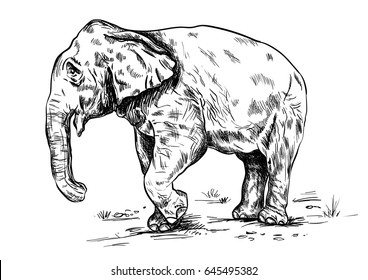 Old big elephant on the white background.