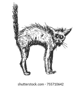 Old black cat in hand drawn vintage style. Sketch vector illustration isolated on white background.