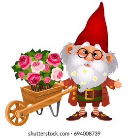 Old brownie man or boggart carries wooden garden wheelbarrow with flowers isolated on white background. Cartoon vector illustration close-up.