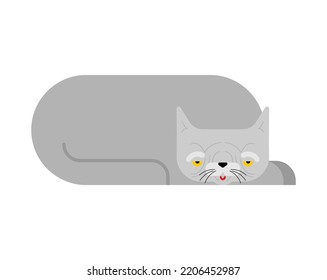 Old cat isolated. Grandpa cat. Vector illustration.