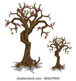 Old cherry tree with a shortage of flowers. Vector illustration.