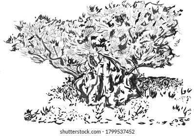 Un viejo árbol, un olivo o un roble. Esbozo de tinta. Cubierta, ilustración, impresión, postal, elemento de diseño. El concepto de fuerza, salud, poder, perseverancia, vejez, supervivencia.