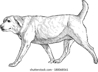 old dog