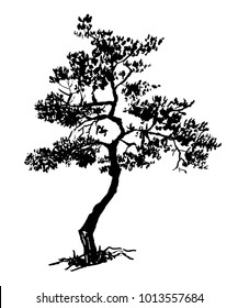 Old dry evergreen tree, sketch hand drawn ink vector illustration