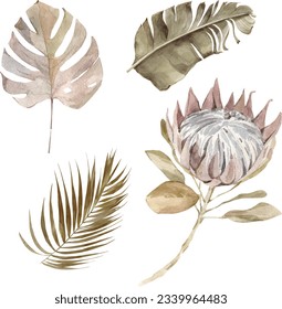 Old dry swirling tropical leaves and flower watercolor vector illustration isolated on the white background. Closeup view palm leaf in boho style. Hand drawn leaves and protea in sepia color scheme.