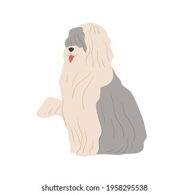 Old English sheepdog, or Bobtail. Shepherd's sheep dog with long shaggy coat. Flat vector illustration of bob-tail doggy with raised paw and tongue out isolated on white background