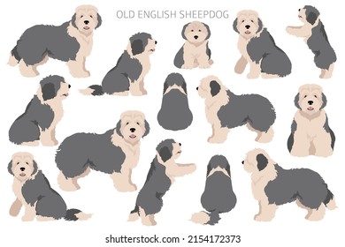Old English Sheepdog Clipart. Different Poses, Coat Colors Set.  Vector Illustration