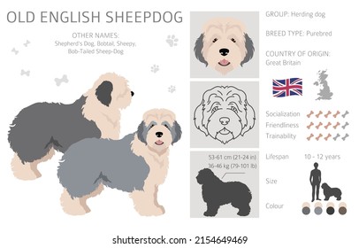 Old English sheepdog clipart. Different poses, coat colors set.  Vector illustration