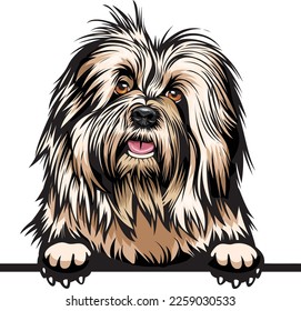 Old English Sheepdog Color Peeking Dogs. Color image of a dogs head isolated on a white background. Dog portrait, Vector illustration