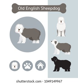 Old English Sheepdog Dog Breed Infographic, Illustration, Front and Side View, Icon