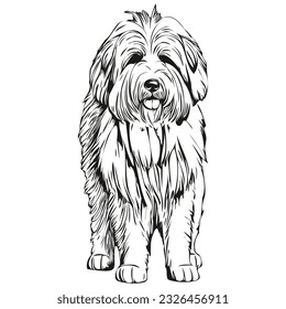 Ilustración de la línea de perro Sheepdog inglesa antigua, retrato facial de boceto de tinta negra y blanca en una raza vectorial realista