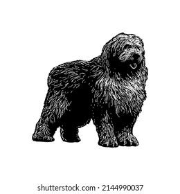 Old English Sheepdog illustration isolated on white background