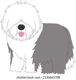 The Old English Sheepdog is a large dog, immediately recognizable by its long, thick, shaggy grey and white coat, with fur covering their face and eyes. 