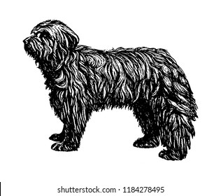 Old English Shepherd Bobtail dog vintage vector hand drawn illustration