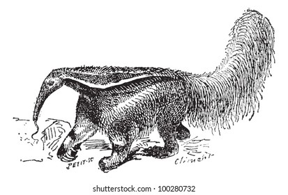 Old engraved illustration of Anteater in the meadow. Dictionary of words and things - Larive and Fleury