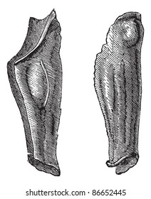 Old engraved illustration of the armor leg of tin or flexible greaves. Industrial encyclopedia E.-O. Lami 1875.