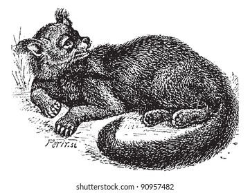 Old engraved illustration of Binturong or Arctictis binturong or Asian Bearcat or Palawan Bearcat or Bearcat in the meadow.Dictionary of words and things - Larive and Fleury, 1895 svg