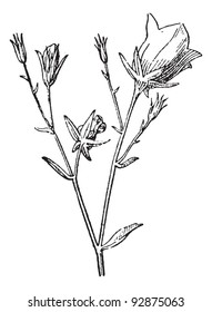 Old engraved illustration of Campanula, bellflower, Brachycodon, Diosphaera, Rapuntia, Rapuntium, isolated on a white background. Dictionary of words and things - Larive and Fleury - 1895