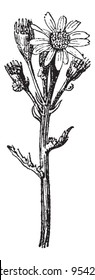 Old engraved illustration of Common groundsel or Senecio vulgaris or Senecio dunensis or Senecio radiates isolated on a white background. Dictionary of words and things - Larive and Fleury - 1895