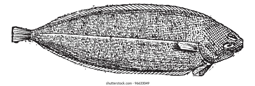 Old engraved illustration of Common sole or Solea solea or Dover sole or Black sole isolated on a white background. Dictionary of words and things - Larive and Fleury ? 1895