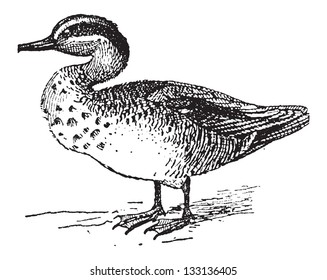 Old engraved illustration of Common Teal or Anas crecca or Eurasian Teal or The teal. Dictionary of words and things - Larive and Fleury ? 1895