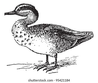 Old engraved illustration of Common Teal or Anas crecca or Eurasian Teal or The teal. Dictionary of words and things - Larive and Fleury - 1895