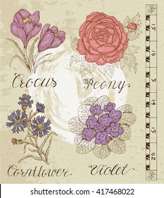 Old engraved illustration with crocus, peony, cornflower, violet on old paper texture. Set with line art vector flowers. Doodle drawing and sketch. Vintage graphic collection