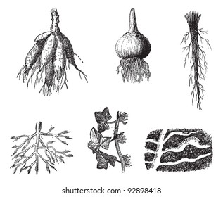 Old engraved illustration of different stages of Dahlia roots isolated on a white background. Dictionary of words and things - Larive and Fleury - 1895