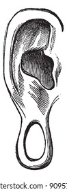 Old engraved illustration of ear of Manco Capac isolated on a white background. Industrial encyclopedia E.-O. Lami - 1875.