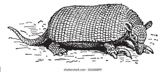 Alte gravierte Illustration von Giant armadillo oder Priodontes maximus oder Tatou oder Ocarro oder Tatu-canastra oder Tatu carreta. Wörterbuch - Larive und Fleury