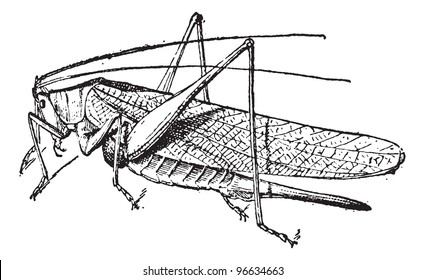 Old engraved illustration of Grasshopper isolated on a white background. Dictionary of words and things - Larive and Fleury - 1895