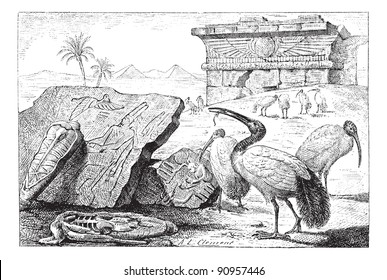 Old engraved illustration of groups of ibises in the meadow. Dictionary of words and things - Larive and Fleury, 1895