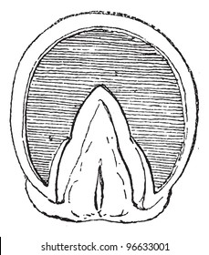 Old engraved illustration of Horse's hoof  (Front Upright) isolated on a white background. Dictionary of words and things - Larive and Fleury - 1895