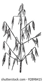 Old engraved illustration of Oat or Avena sativa isolated on a white background. Dictionary of words and things - Larive and Fleury - 1895