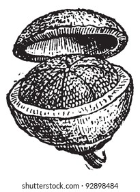 Antigua ilustración grabada de Pyxis (fruto) aislada en un fondo blanco. Diccionario de palabras y cosas - Larive y Fleury - 1895