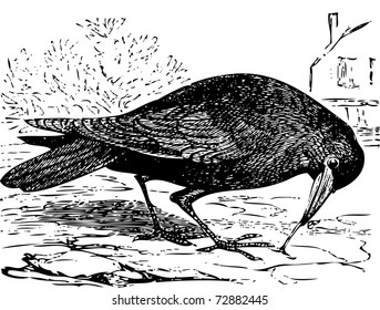 Old engraved illustration of a rook bird, or Corvus frugilegus, isolated on white. Live traced. From the Trousset encyclopedia, Paris 1886 - 1891.
