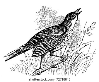 Old engraved illustration of a Saltmarsh sharp-tailed sparrow or Ammodramus caudacutus, singing while perched on a branch. Live traced.