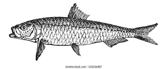 Old engraved illustration of Sardine or Pilchard isolated on a white background. Dictionary of words and things - Larive and Fleury ? 1895