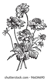 Old engraved illustration of Scabiosa or scabious isolated on a white background. Dictionary of words and things - Larive and Fleury ? 1895