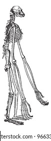 Old engraved illustration of Skeleton of Gibbon isolated on a white background. Dictionary of words and things - Larive and Fleury - 1895
