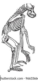 Old engraved illustration of Skeleton of Gorilla isolated on a white background. Dictionary of words and things - Larive and Fleury - 1895