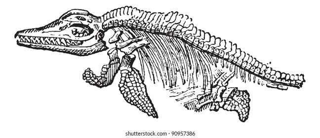 Old engraved illustration of the skeleton of Ichthyosaurus isolated on a white background. Dictionary of words and things - Larive and Fleury, 1895