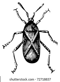 Old engraved illustration of a Squash bug or Coreus tristis, isolated on a white background. Live traced.