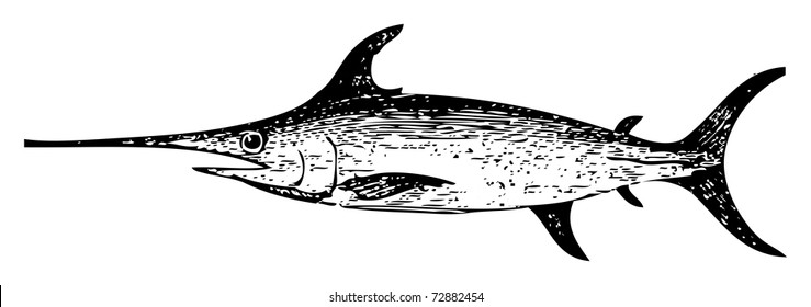 Old engraved illustration of a swordfish, isolated on white. Live traced. From the Trousset encyclopedia, Paris 1886 - 1891.