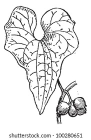 Old engraved illustration of Tamus communis or Dioscorea communis or Black Bryony isolated on a white background. Dictionary of words and things - Larive and Fleury - 1895