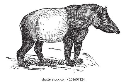 Old engraved illustration of Tapir in the meadow. Dictionary of words and things - Larive and Fleury ? 1895