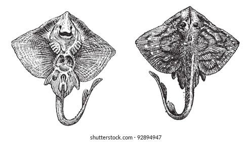 Old engraved illustration of thornback ray or raja clavata or thornback skate isolated on a white background. Dictionary of words and things - Larive and Fleury ? 1895