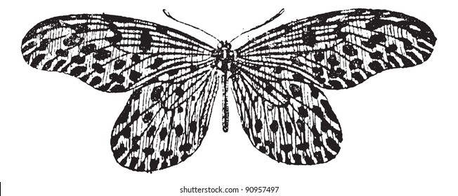 Alte gravierte Illustration von Tree-nymph oder Idea lynceus oder Papilio lynceus oder Hestia reinwardti einzeln auf weißem Hintergrund. Wörterbuch der Wörter und Dinge - Larive and Fleury, 1895